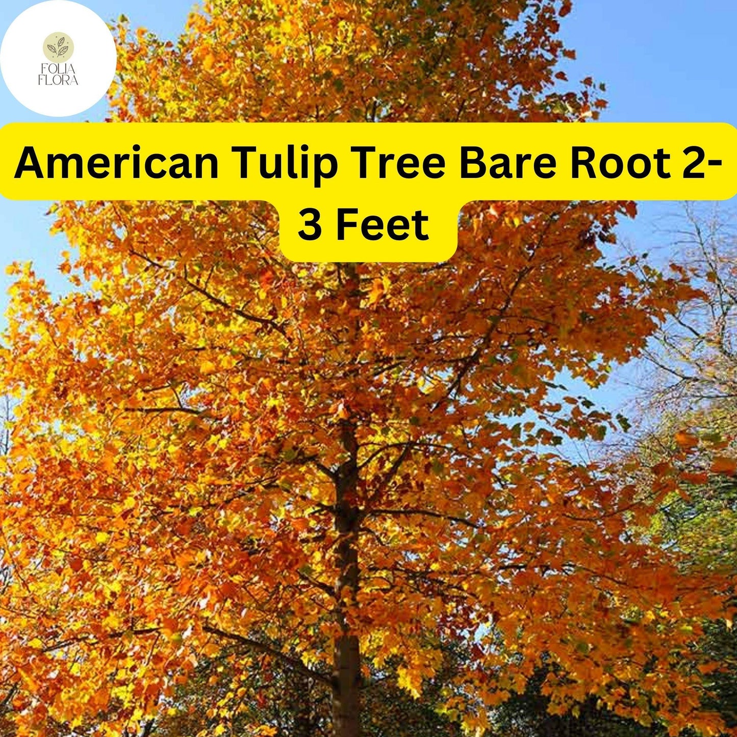 1 Liriodendron tulipifera American Tulip Tree - Live Bare Root Plant 2-3 Feet Tall for Zones 4-9