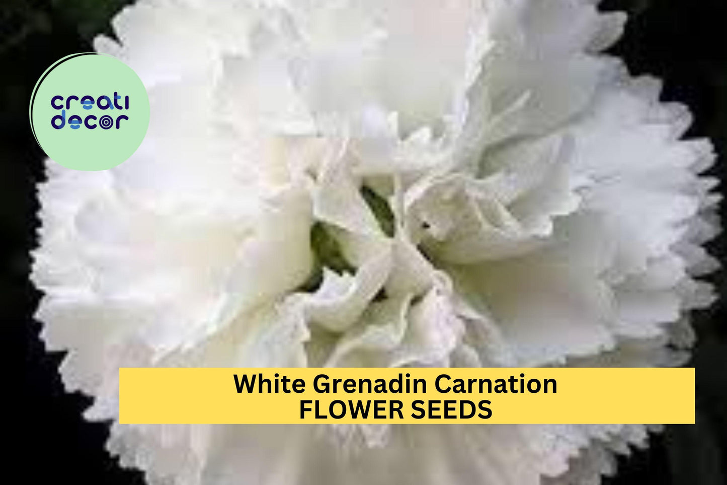 200+ White Grenadin Carnation Seeds – Elegant Double Blooms for Garden Planting, Classic Cut Flowers for Beds & Bouquets – USA