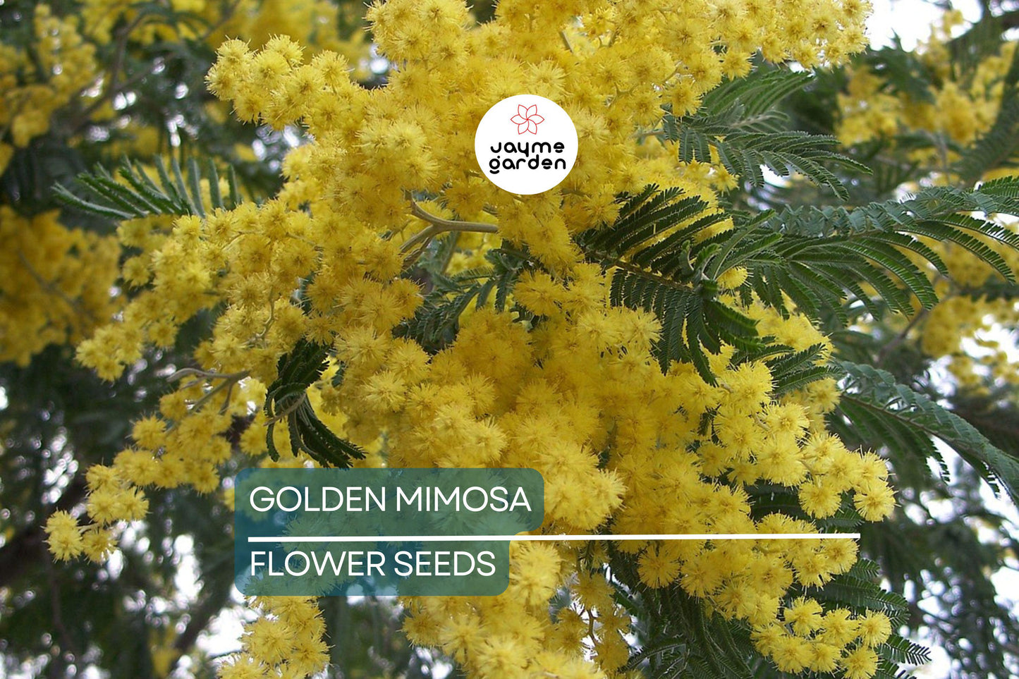 10 Golden Mimosa Tree Seeds (Acacia baileyana) - Fast Growing Yellow Wattle Flower, 25ft Tall