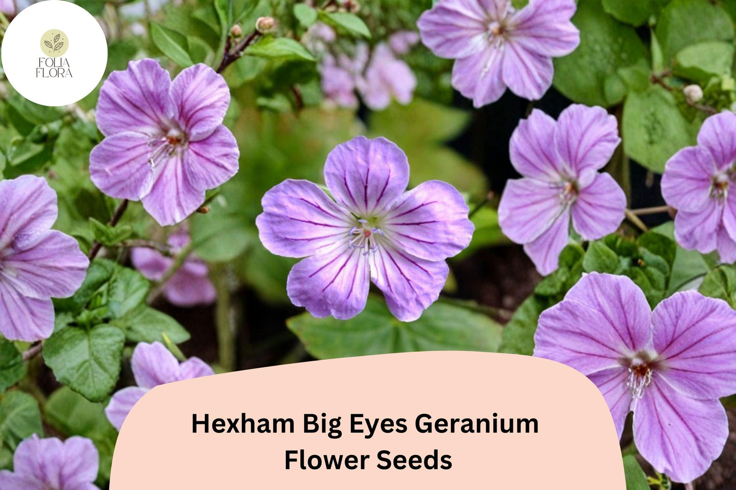 25+ Hexham Big Eyes Geranium Seeds for Garden Planting – Large Purple Blooms, Hardy Perennial Flower