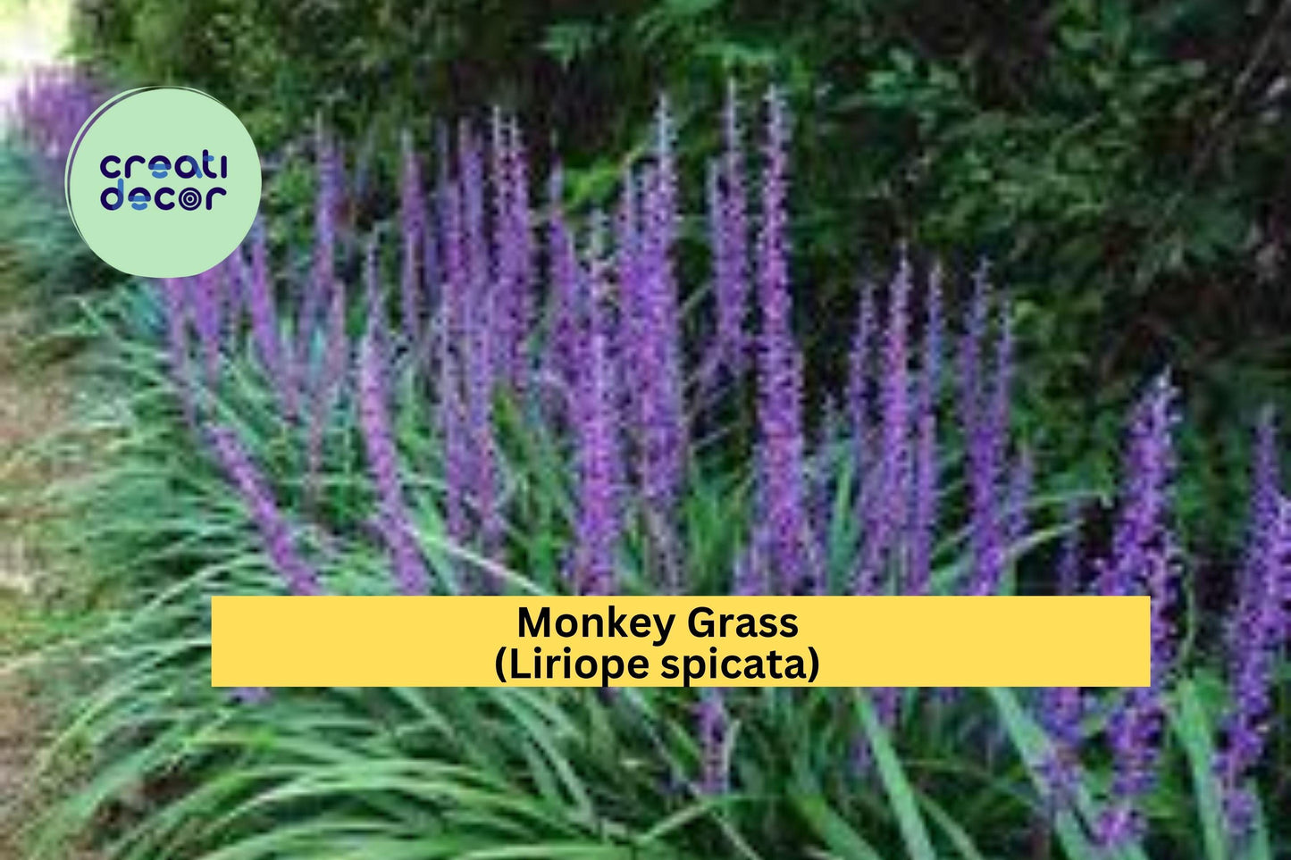 Monkey Grass Plants | 40 Bare Root Liriope spicata Clumping Perennials | Evergreen Ground Cover for Borders & Landscaping
