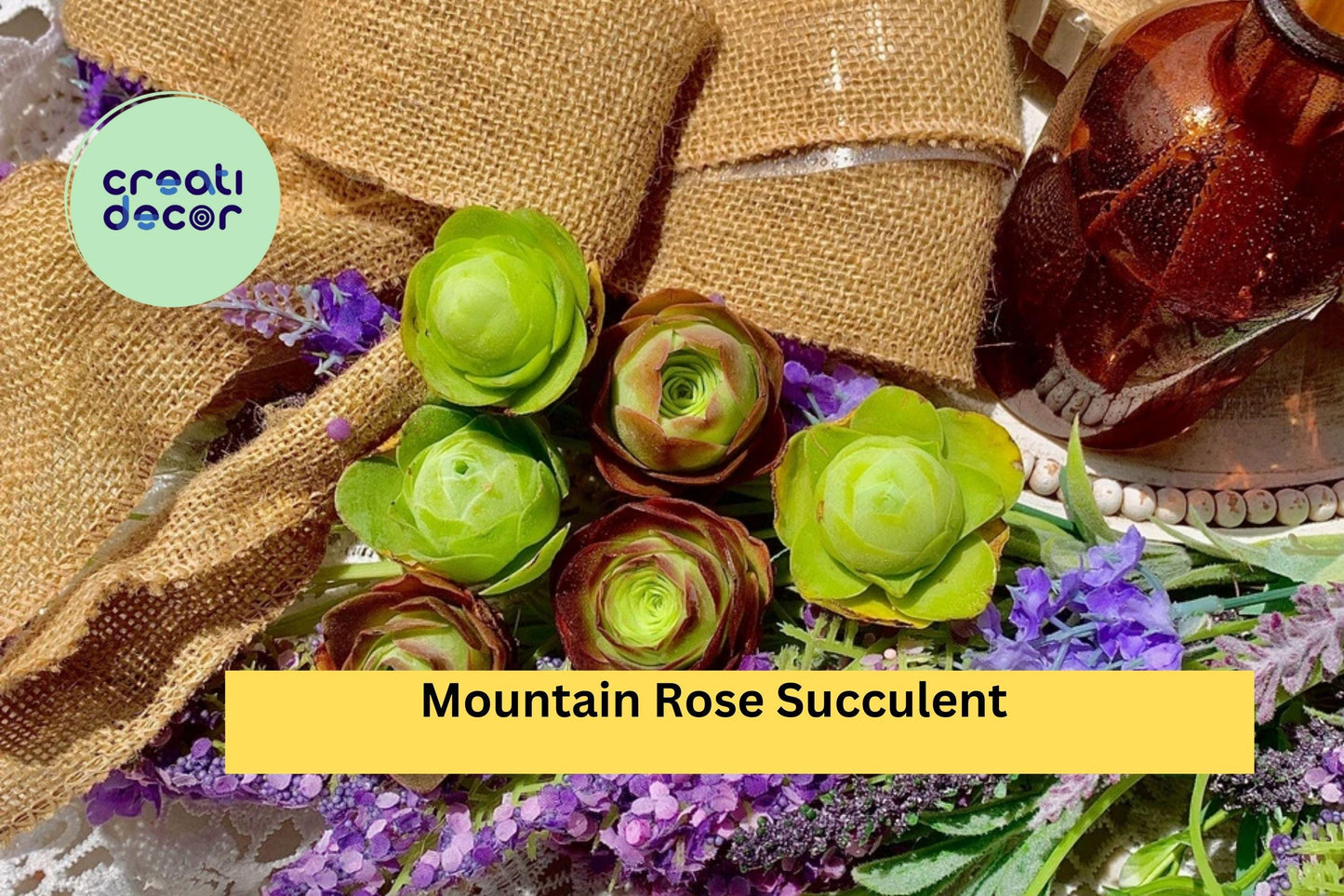 Mountain Rose Succulent Set | 6-Pack Rare Echeveria Plants | Live 1.5" Rosette Succulents for Containers or Gifts
