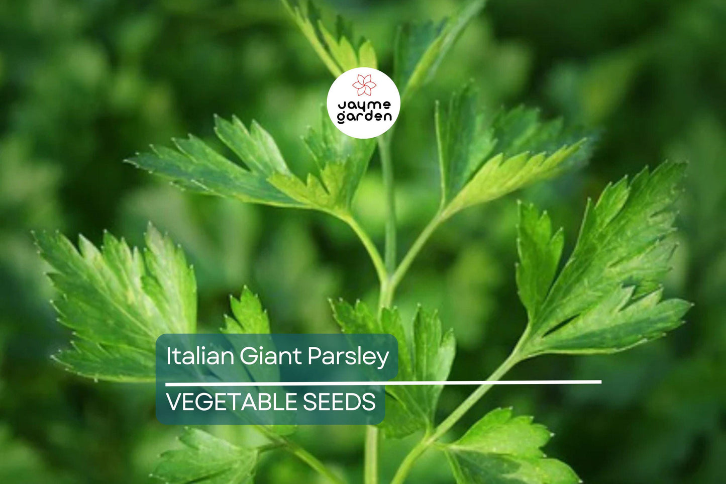 2,000 Italian Giant Parsley Seeds ā Non-GMO Heirloom, Culinary Herb, Free Shipping