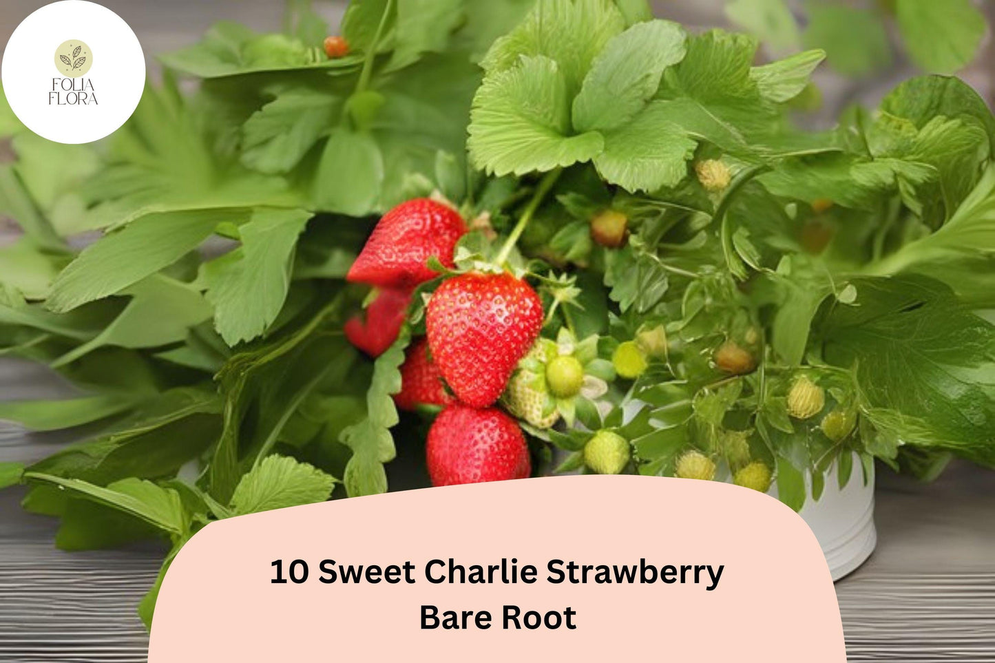 10 Sweet Charlie Strawberry Plants | Live Bare Root June-Bearing | Fragaria × ananassa Garden Fruit