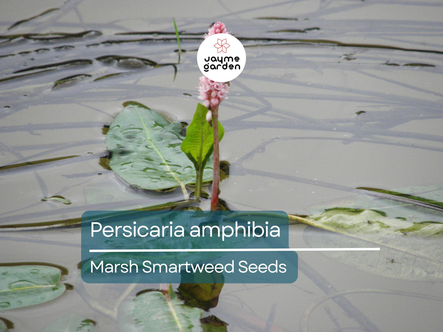 50 Seeds Persicaria Amphibia | Marsh Smartweed for Planting | Aquatic Perennial Water-Loving Plant | Wildlife Habitat & Pollinator-Friendly