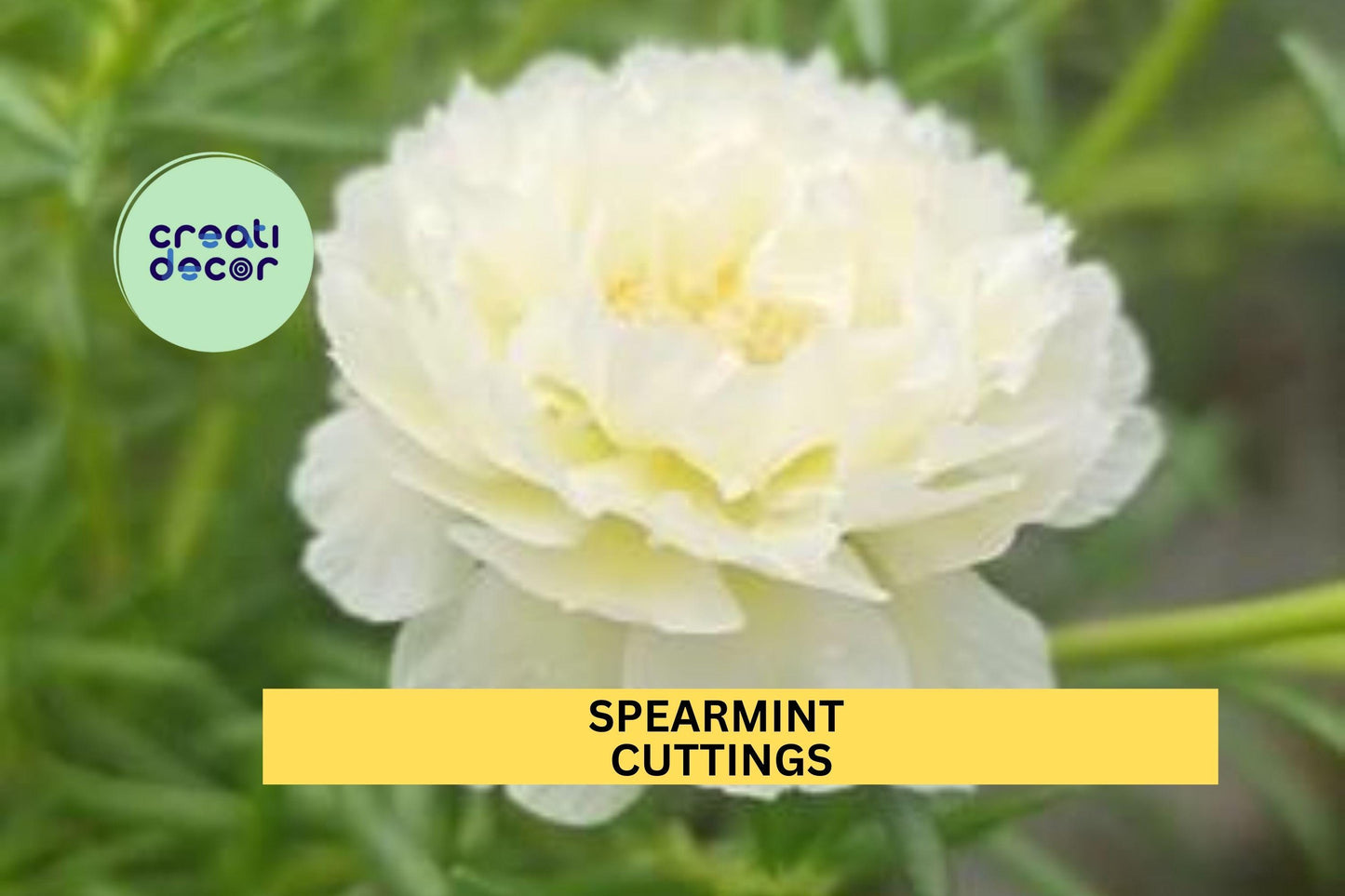 New! 8 Spearmint Portulaca Cuttings | Moss Rose | Portulaca grandiflora | Unrooted Flowering Succulent | Unique Bloom Color
