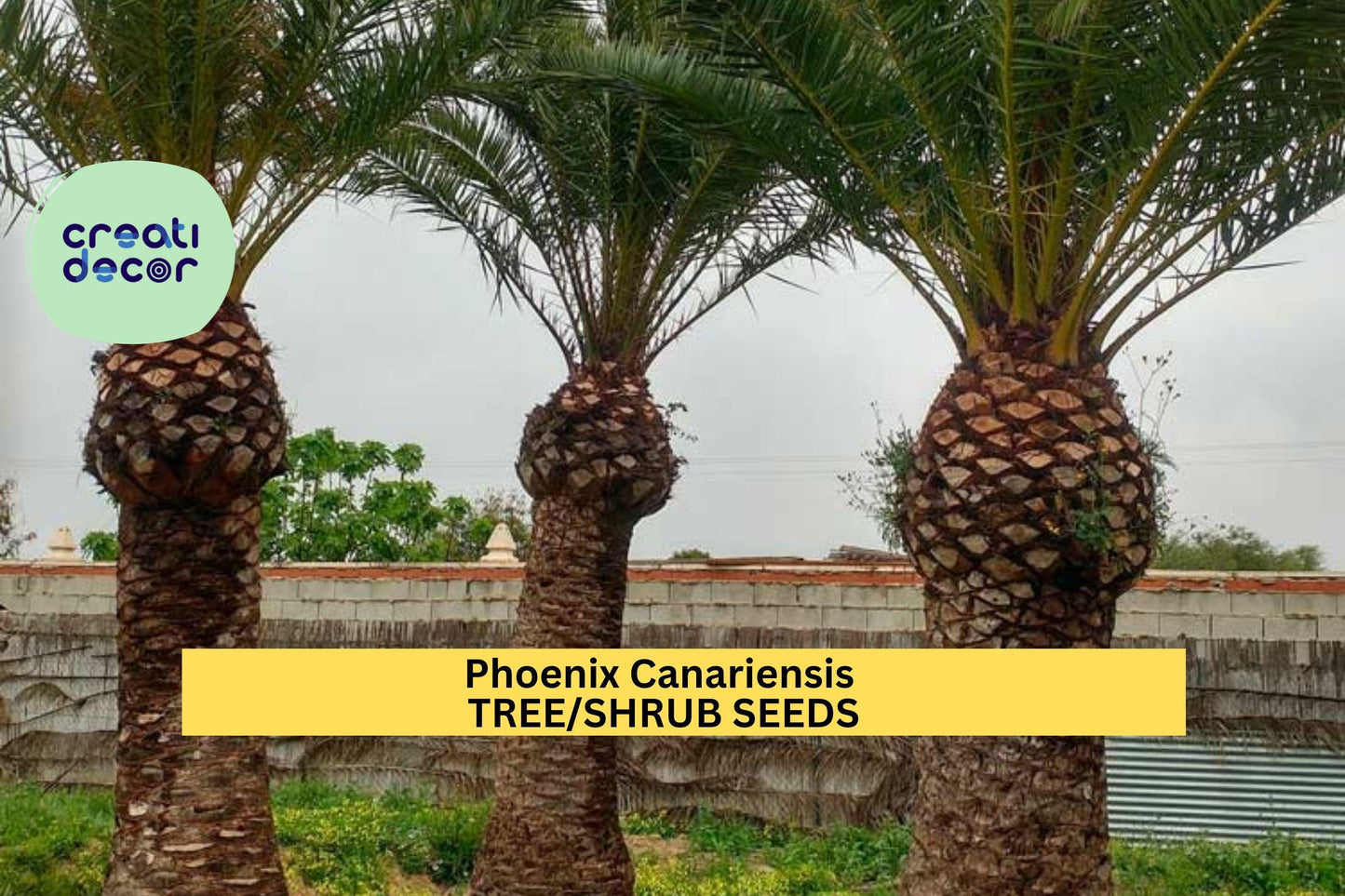 3pcs of 10seeds Phoenix canariensis – Canary Island Date Palm Seeds for Tropical Gardens, Pots, or Landscape Borders Seeds for Planting