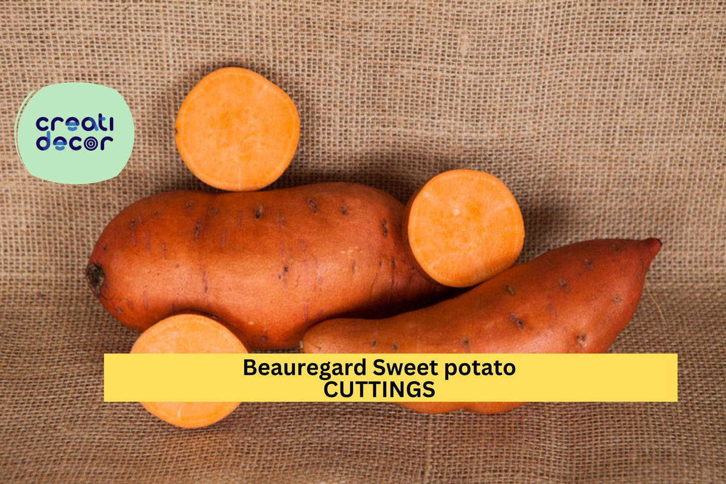 10 Beauregard Sweet Potato Slips | Rooted Organic Cuttings | No Pesticides | High-Yield Orange Flesh Variety for Gardeners