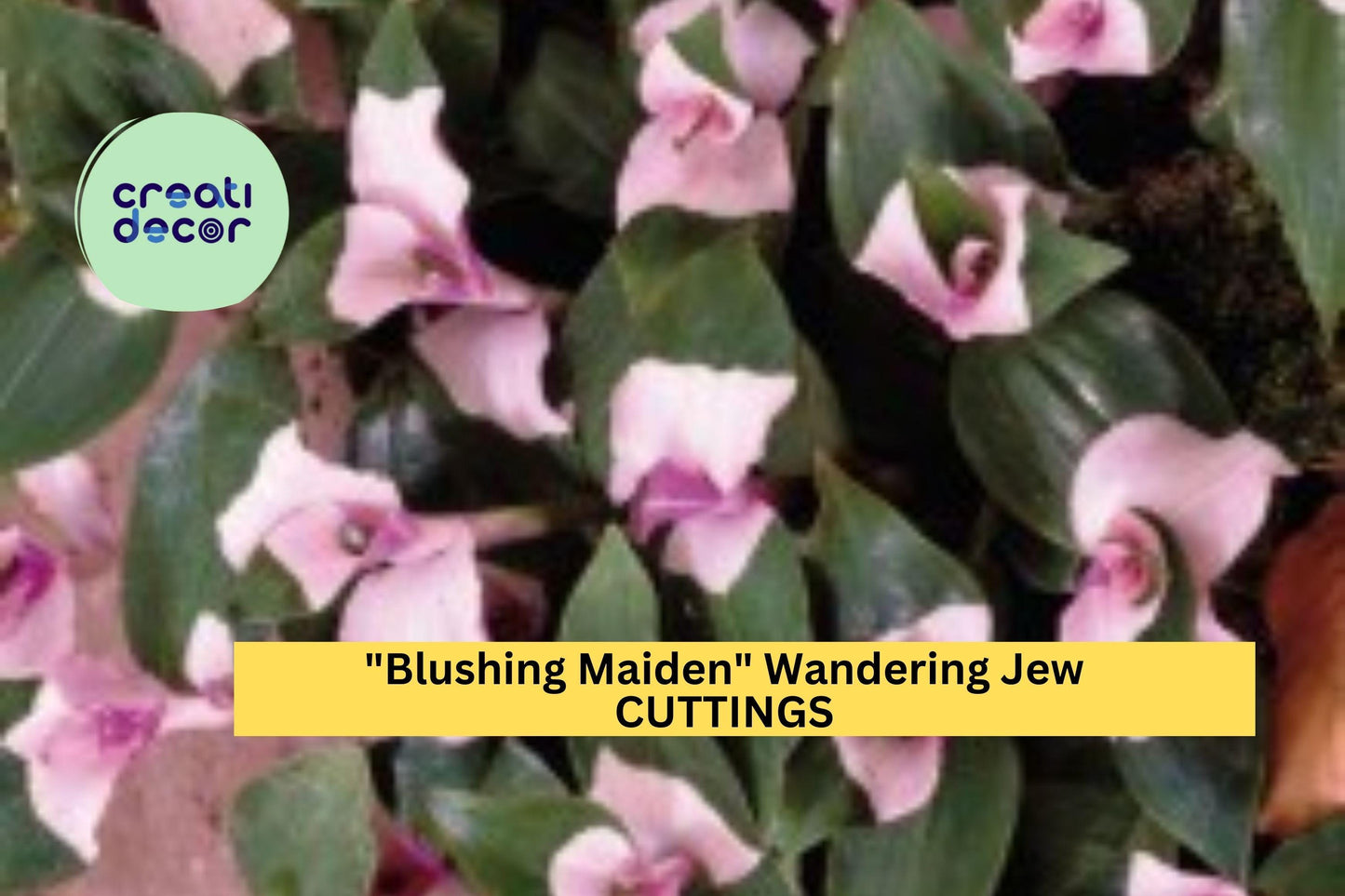 3 Blushing Maiden Wandering Jew Cuttings – Tradescantia andersoniana | Pink-Purple Vining Houseplant for Pots, Hanging Baskets, or Gifts