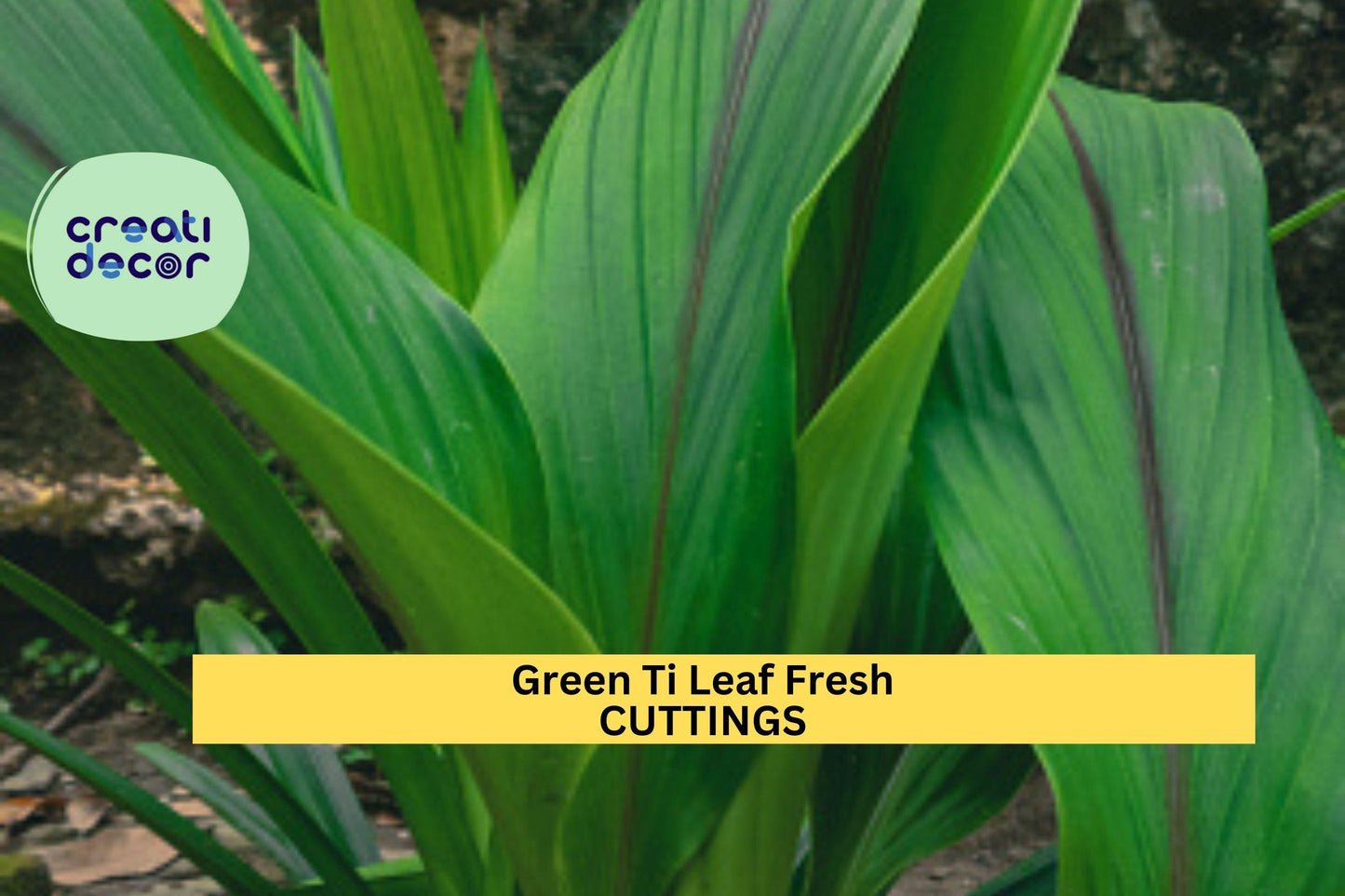 10 Hawaiian Green Ti Leaf Cuttings – 6" Starter Logs | Cordyline fruticosa Stems for Tropical Landscaping, Potted Plants, or Borders