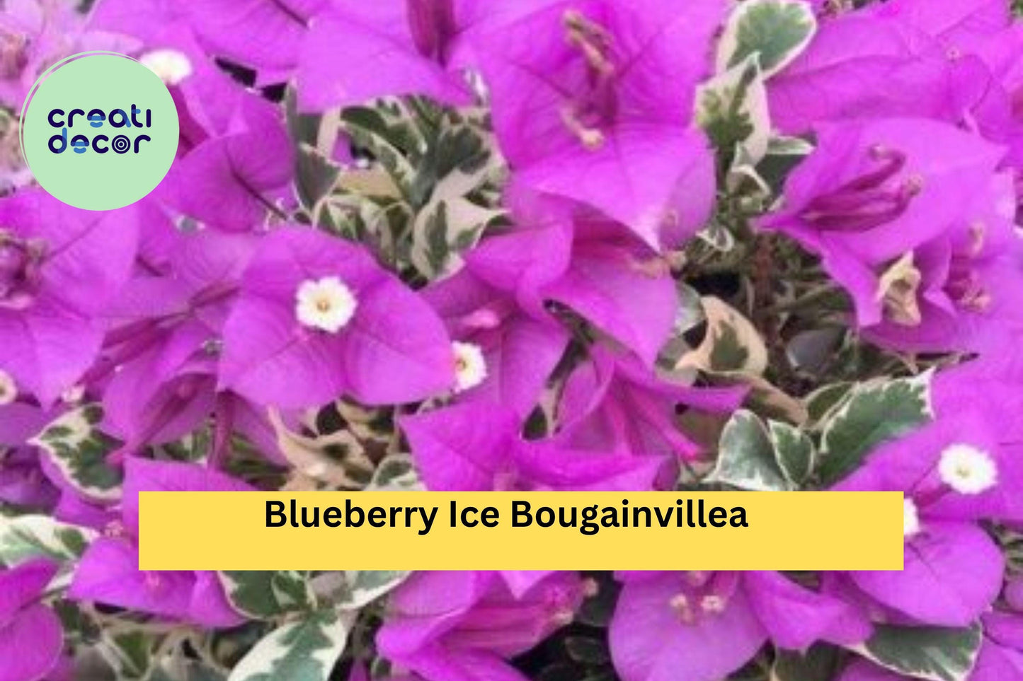 Blueberry Ice Bougainvillea – Live Well-Rooted Starter Plant – Variegated Purple-White Flowers, Hardy Tropical Vine for Garden or Patio