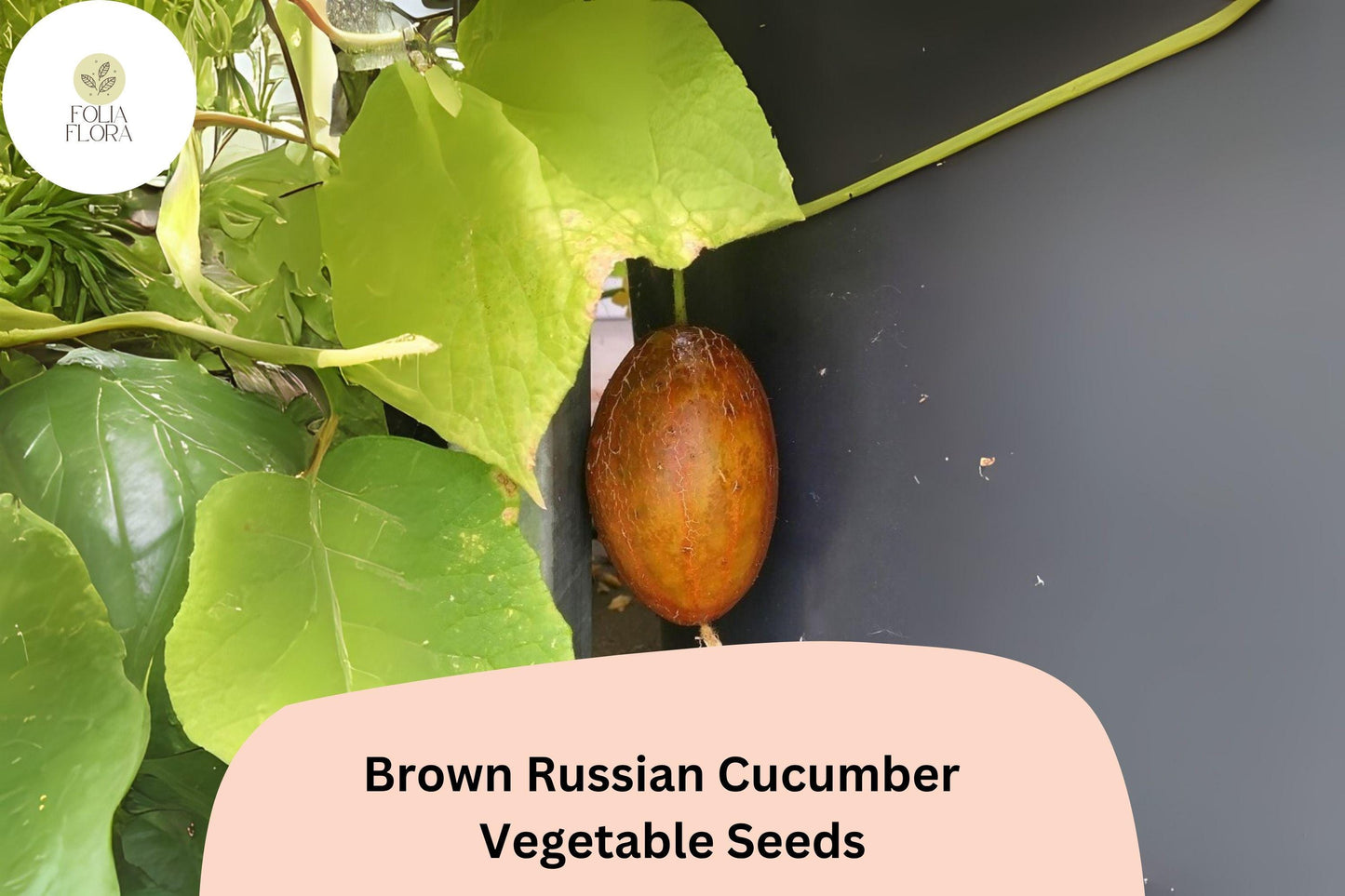 25+ Brown Russian Cucumber Seeds | Rare Heirloom Variety | Crisp Sweet Flavor | Non-GMO Garden Planting