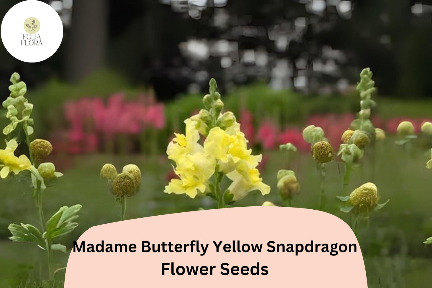 Antirrhinum majus Madame Butterfly Yellow Snapdragon Seeds – 1000+ Ruffled Blooms for Garden & Cut Flowers
