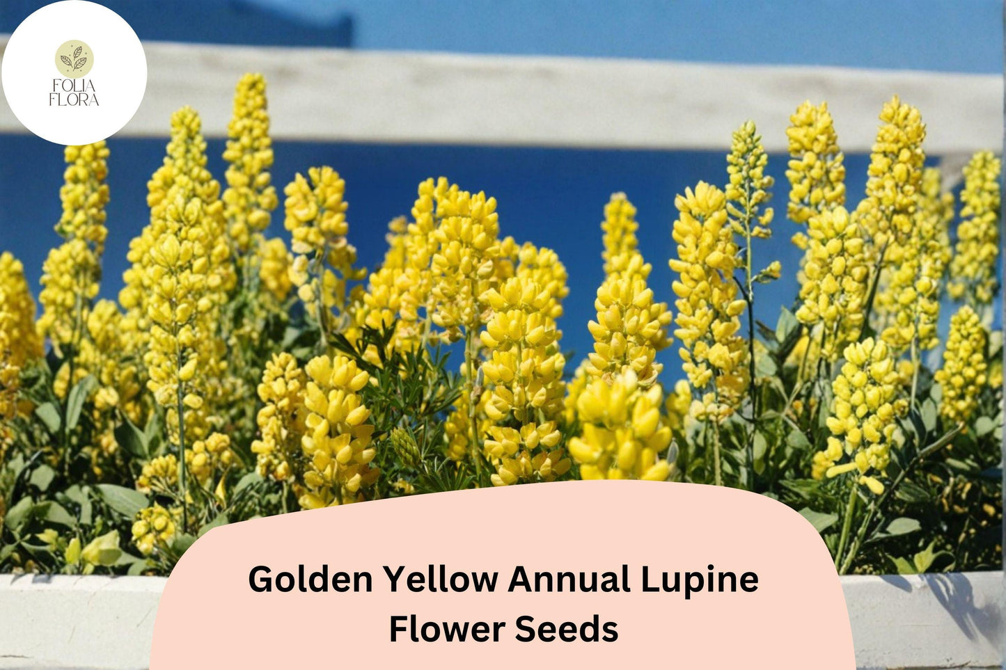 25+ Golden Yellow Annual Lupine Seeds | Lupinus densiflorus | Bright Yellow Blooms | Easy Garden Flowers