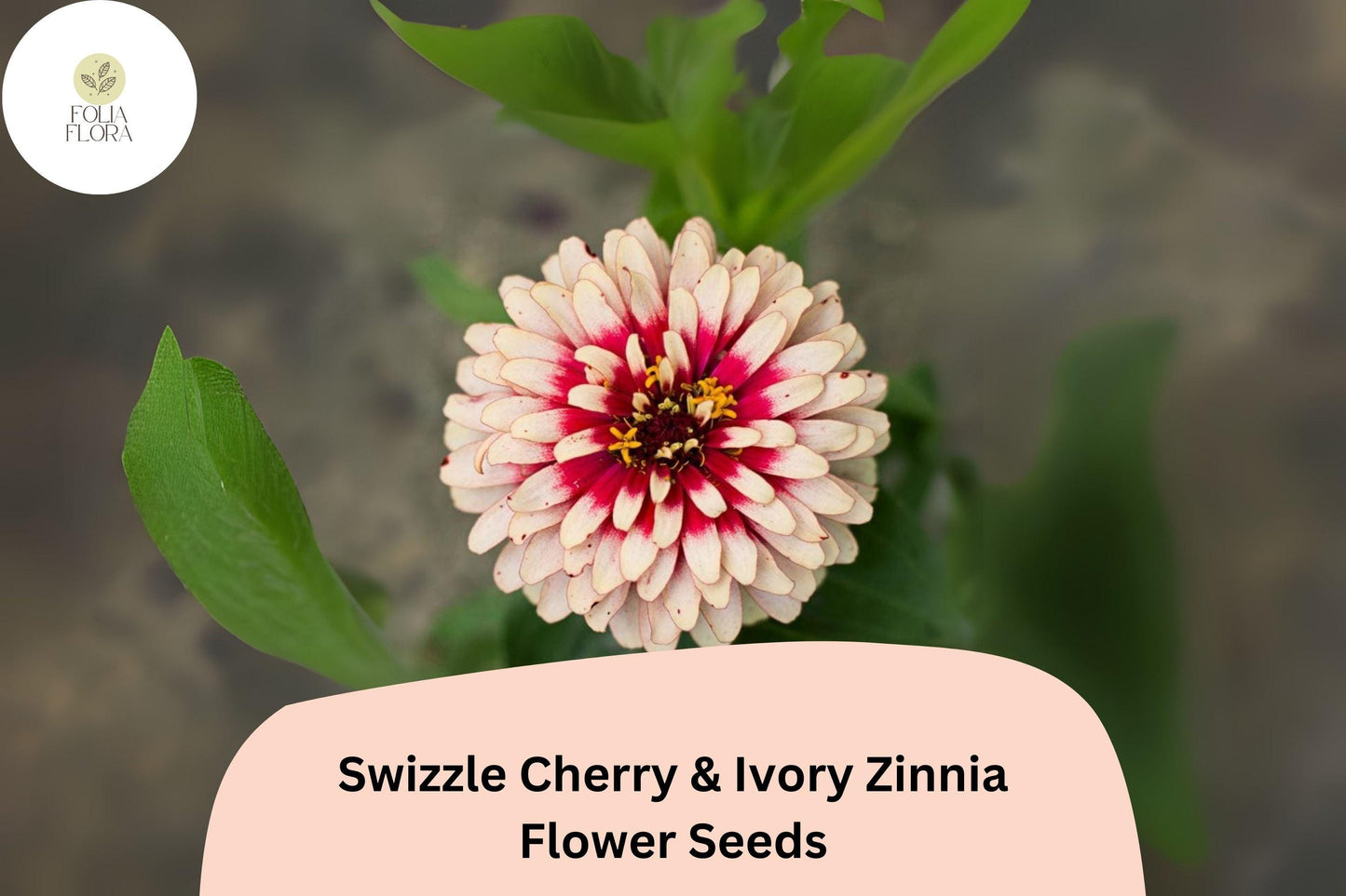 Swizzle Cherry & Ivory Zinnia Seeds: Bi-Color Blooms, Pollinator Garden