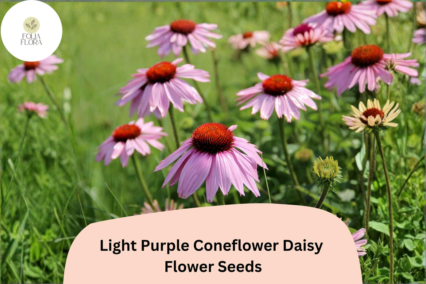 200+ Light Purple Coneflower Daisy Seeds | Echinacea purpurea | Hardy Perennial | Pollinator Garden Favorite