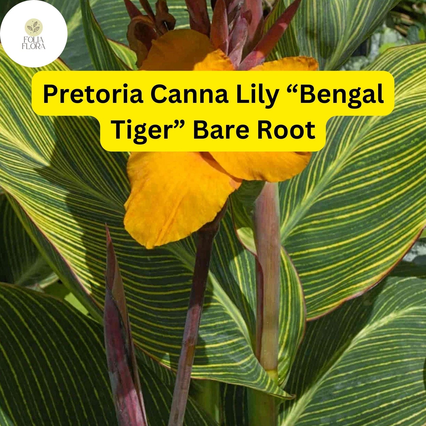 3 Bare Root Plants Pretoria Canna Lily “Bengal Tiger” Ready to Plant, Tropical Beauty