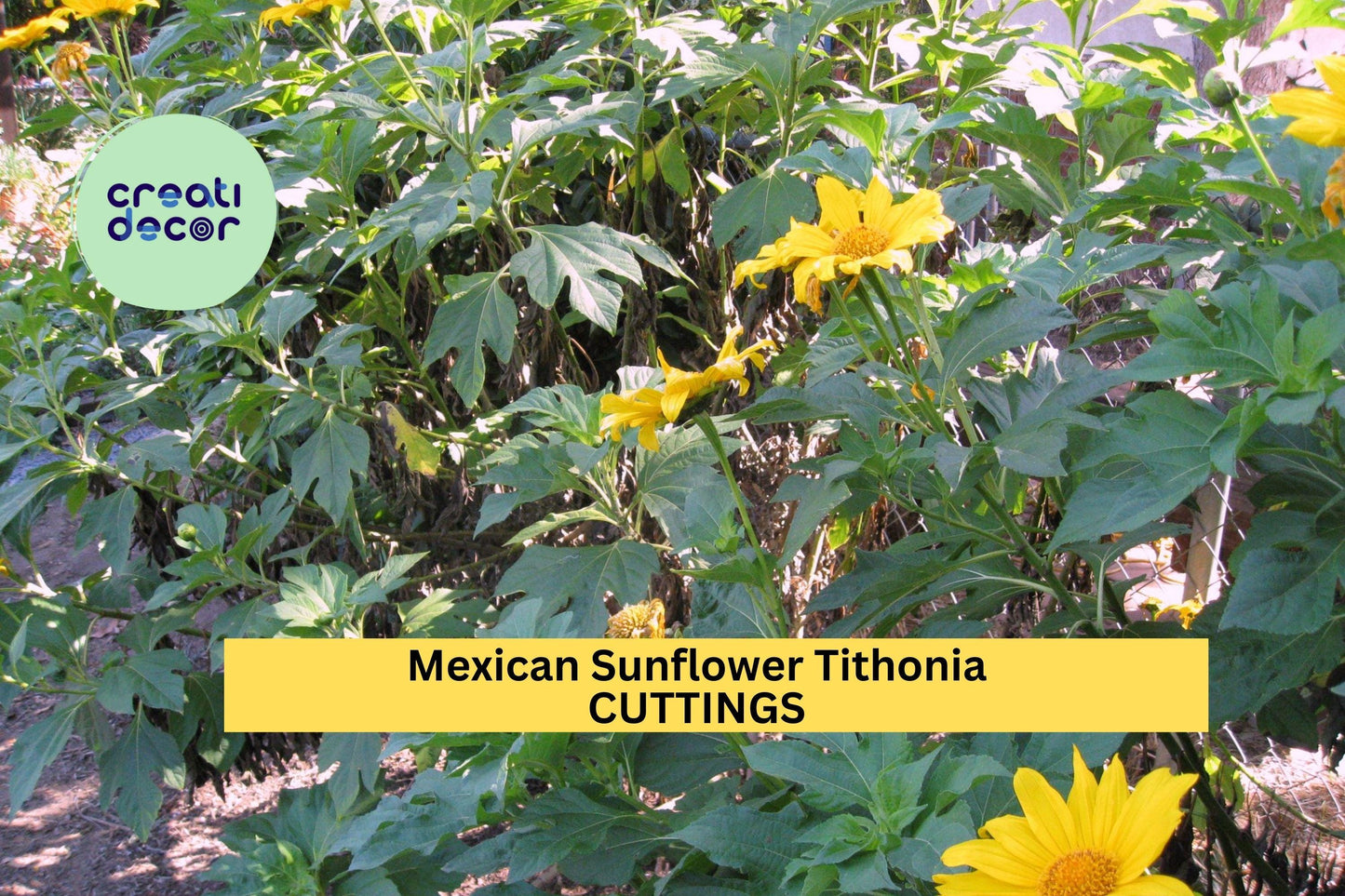 10 Mexican Sunflower Cuttings | Tithonia Diversifolia Starter Plants | Organic Perennial Blooms for Gardens and Landscapes