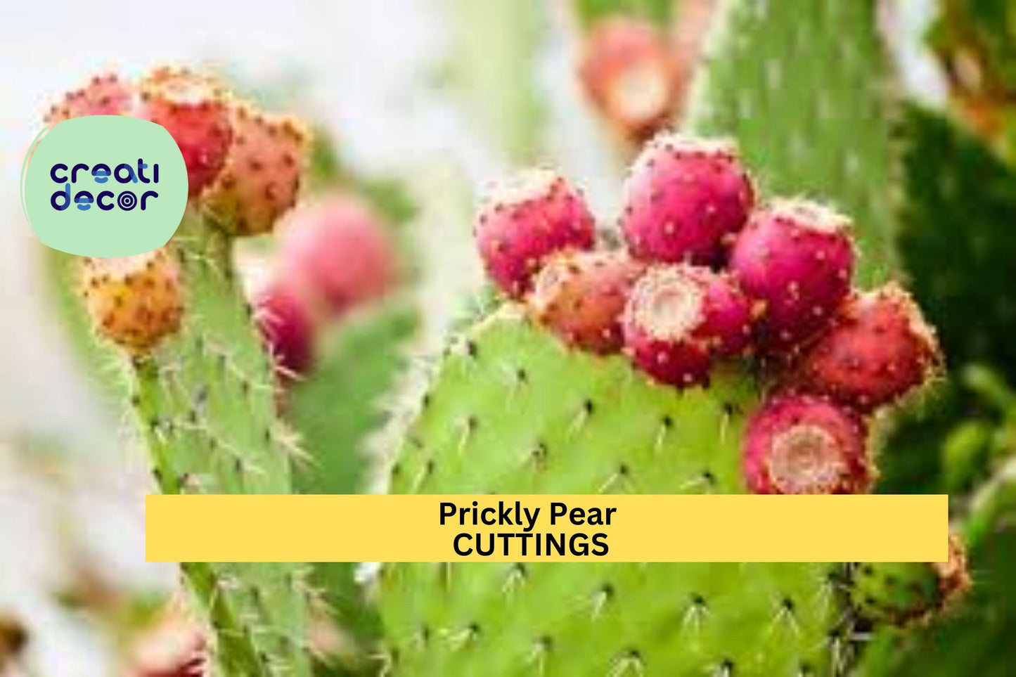 Opuntia 'Fruit Punch' Prickly Pear | 1 Cactus Pad Cutting | Live Hybrid Segment | Edible Fruit Cactus | Easy Grow Desert Plant