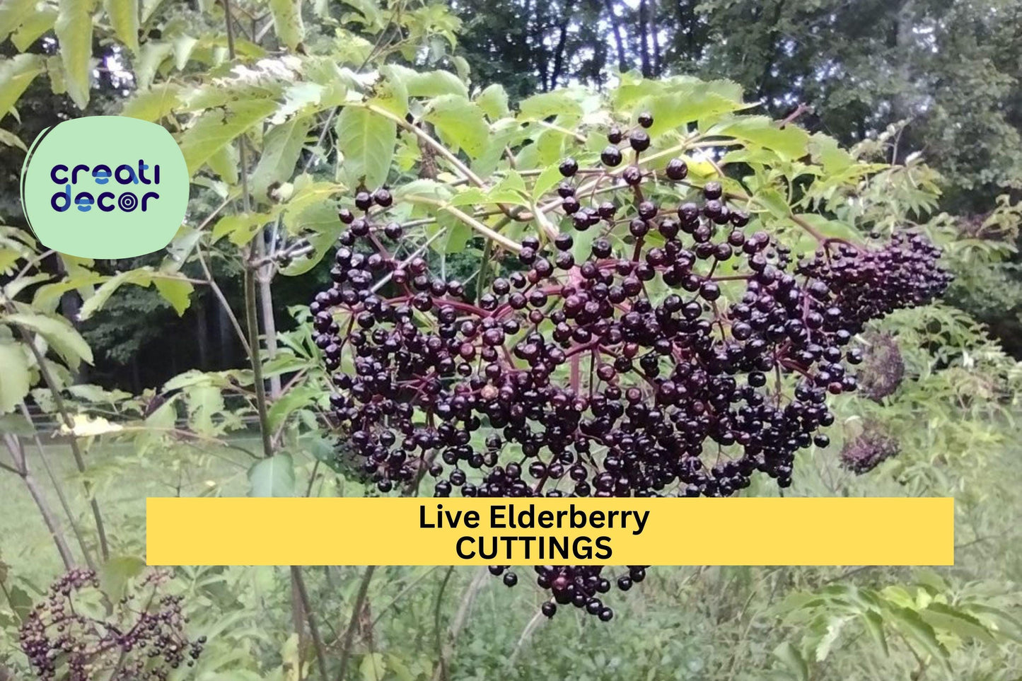 2 Elderberry Cuttings | Healthy Live Wood | Ready to Root | Fruiting Shrub for Garden or Hedge | All-Natural Fertilized Start