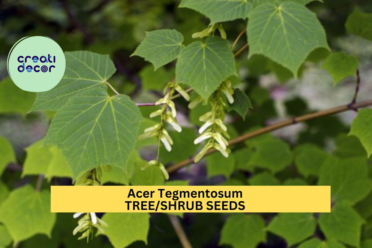 3pcs of 10seeds Acer tegmentosum – Manchurian Maple Seeds for Planting, Striped Bark Tree with Fall Foliage Seeds for Planting