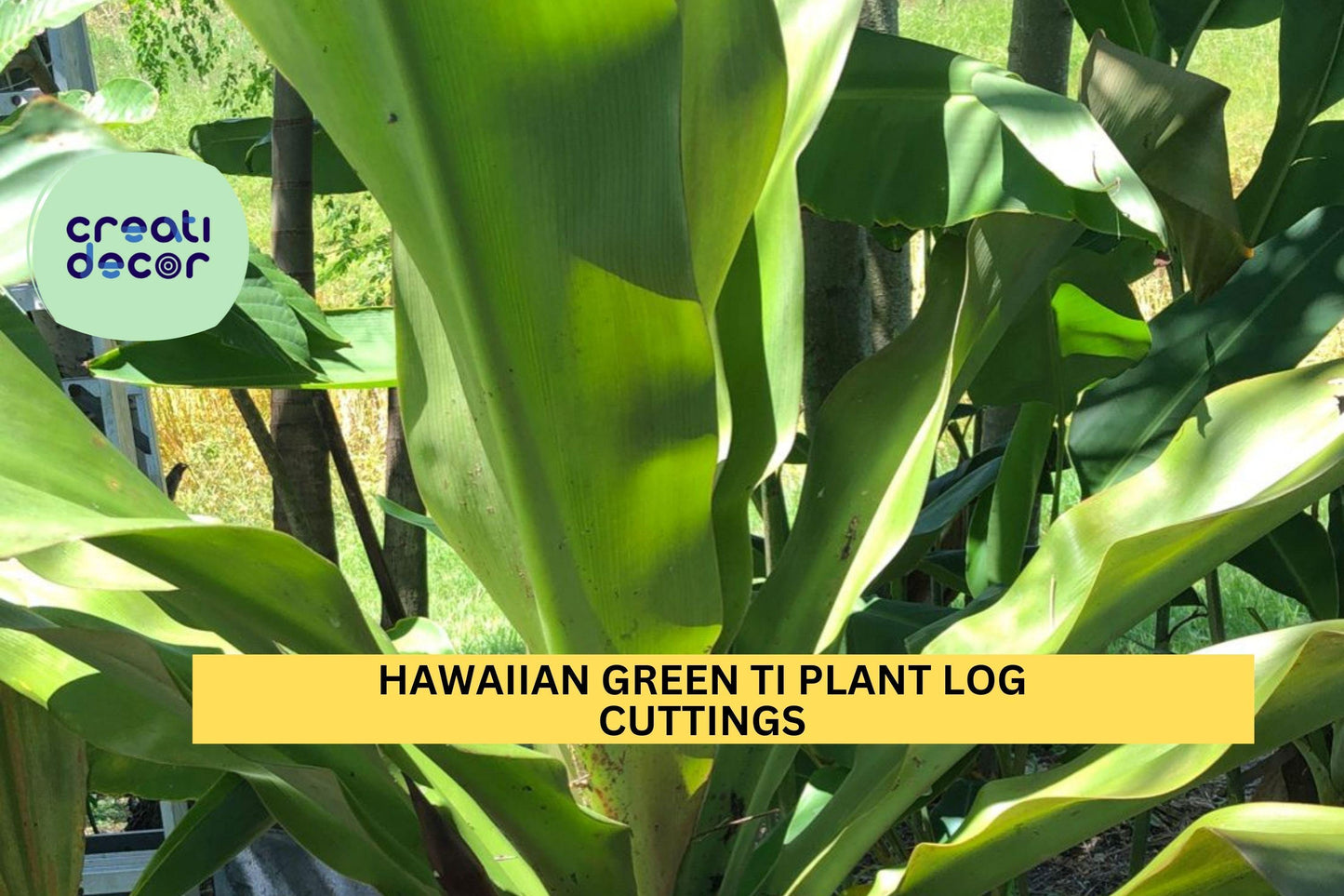 Hawaiian Green Ti Plant Cuttings | 2 Unrooted Logs | Cordyline Fruticosa | Tropical Starter Stems | Grown in Hawaii