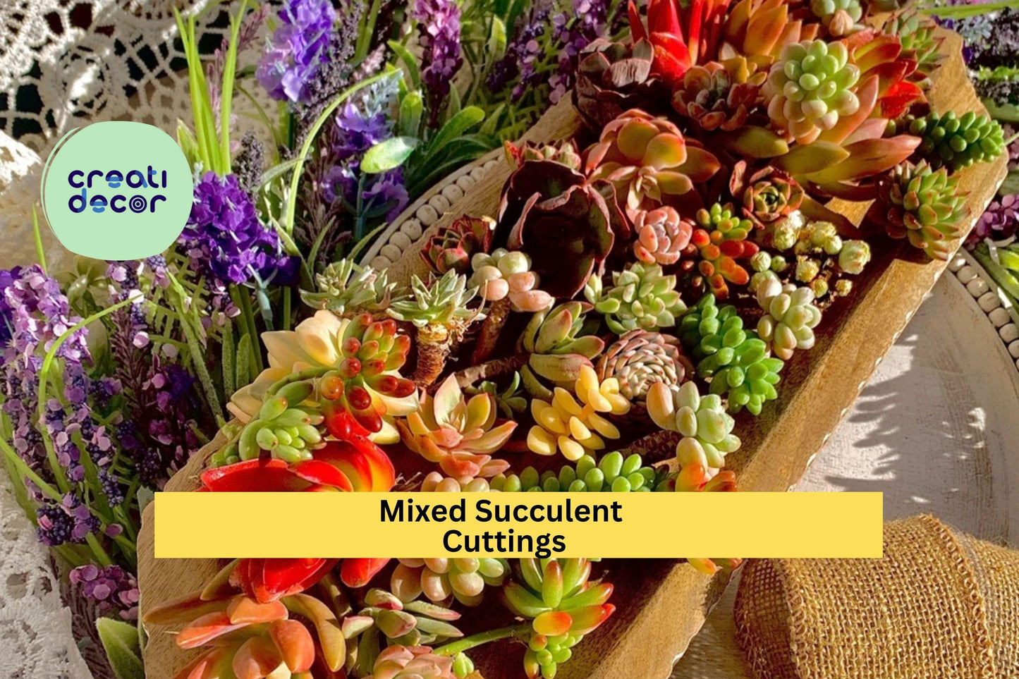 Succulent Cuttings (12 Pack) – Green Live Varieties 0.5–1.5” – Imported Mix for DIY Terrariums, Gifts & Garden Projects