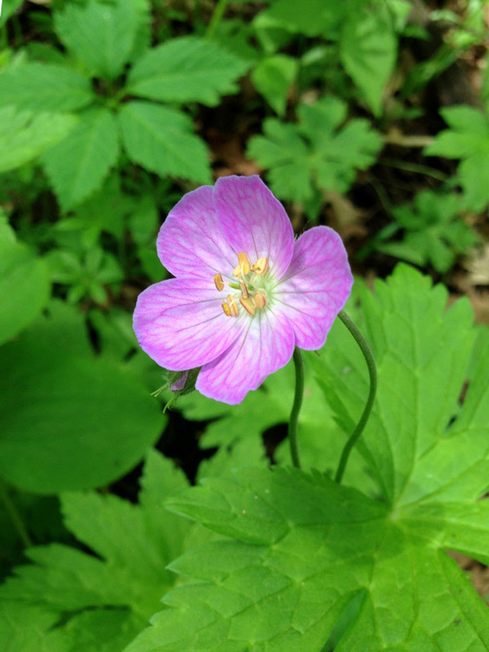 10 Wild Geranium Bulbs (Geranium canadense) β Live Native Perennial Roots | Wildflower | Pollinator Plant | Shade Garden Blooms