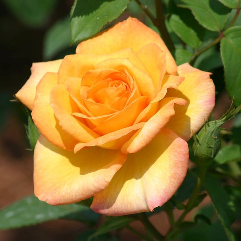 1 Gold Medal Rose Bush | Bare Root Live Starter Plant | Golden-Yellow Hybrid Tea Rose β Fragrant, Hardy, Repeat Bloomer