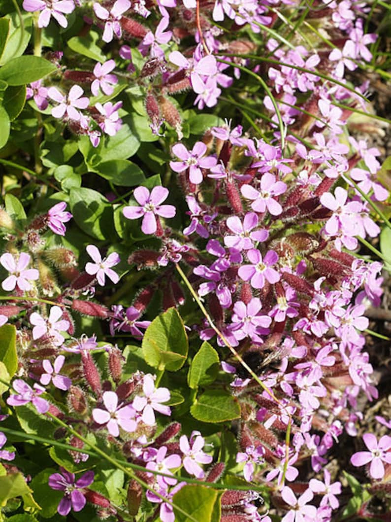 Rock Soapwort Plant Plug 72 Count Deep Pink Groundcover Saponaria ocymoides, Low Maintenance Perennial for Full Sun