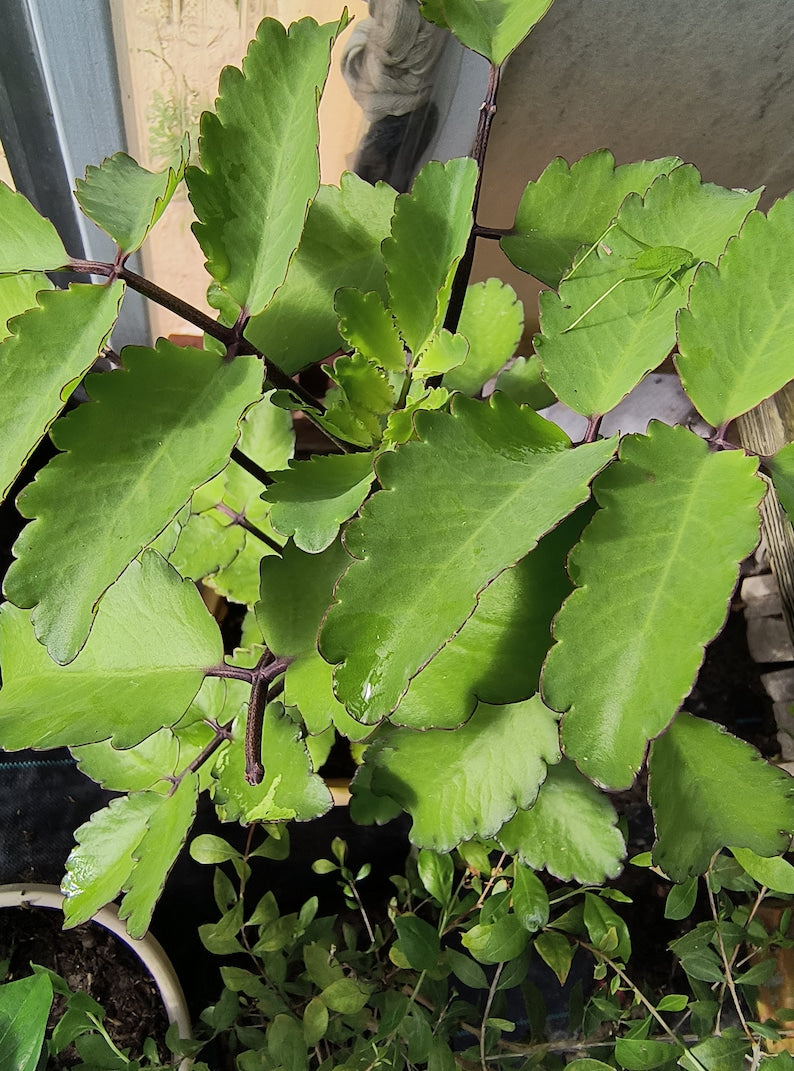 Organic Miracle Leaf Plant 6β10 Inch Live Kalanchoe pinnata Bare Root | Leaf of Life, Cathedral Bells Succulent