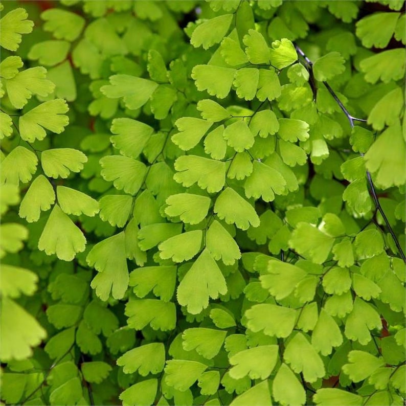 Southern Maidenhair Fern Plant - 4" to 6" - Adiantum capillus-veneris - Hardy Indoor/Outdoor Ground Cover - Green Foliage