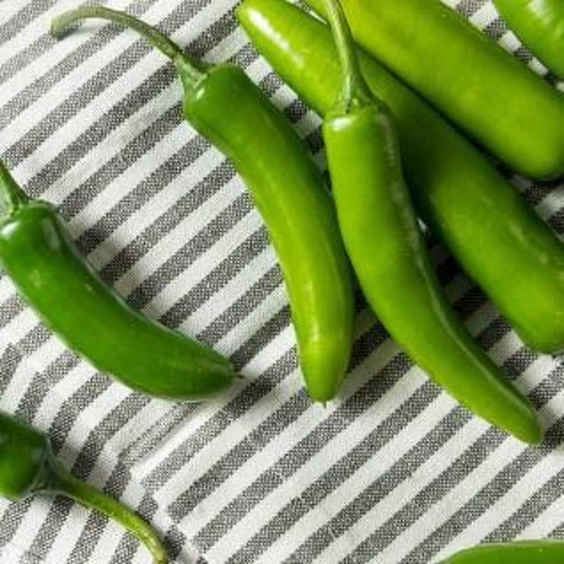 Serrano Pepper Plant in 3” Pot - Capsicum annuum - Fresh Green Chili Pepper for Home Gardening