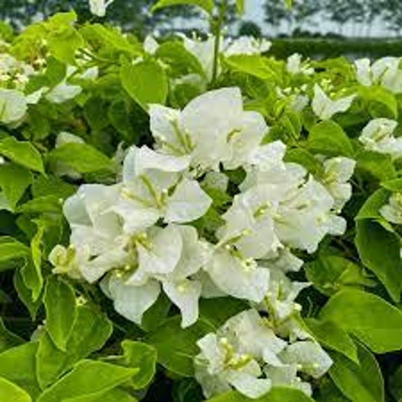 White Bougainvillea Plant - 6" Pot - Bougainvillea glabra - 1 to 2 Feet Tall - Thrives in Full Sun