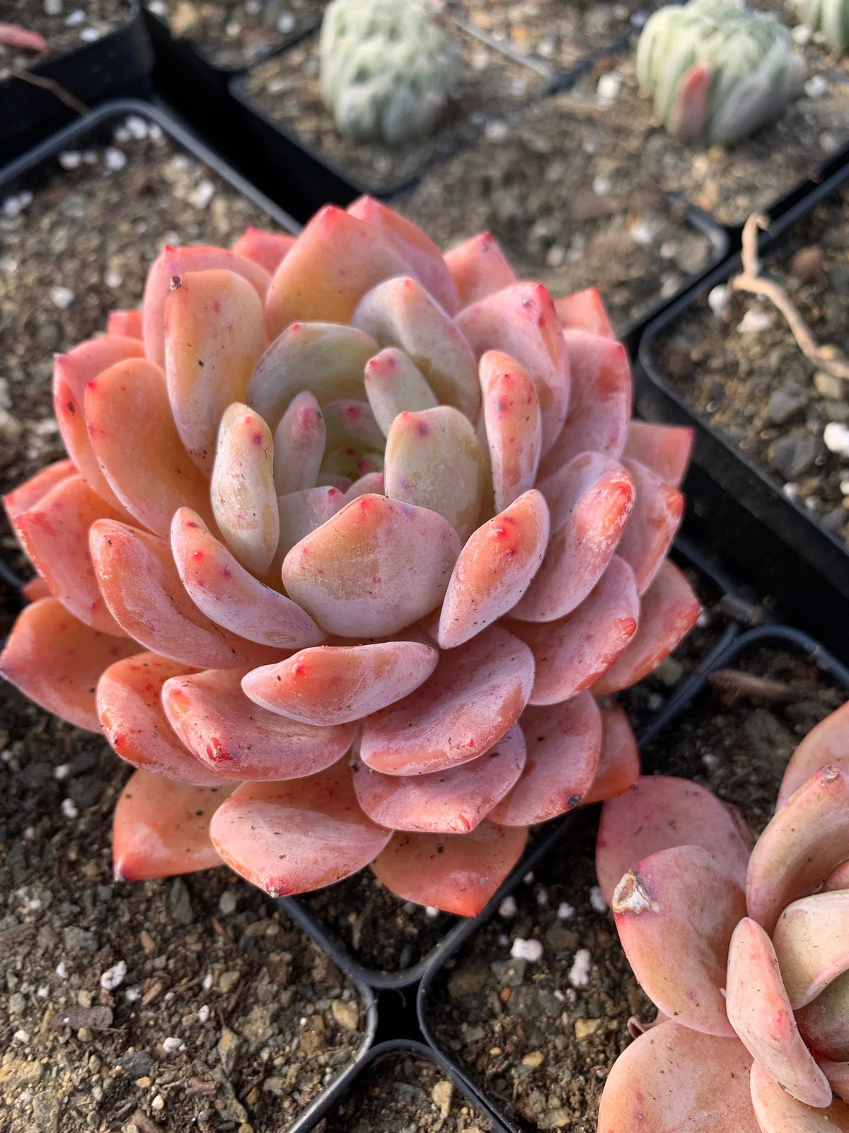 Echeveria Orange Monroe β Rare Succulent Plant 2β | Live Bare Root | Easy Care Pastel Echeveria | Indoor Outdoor