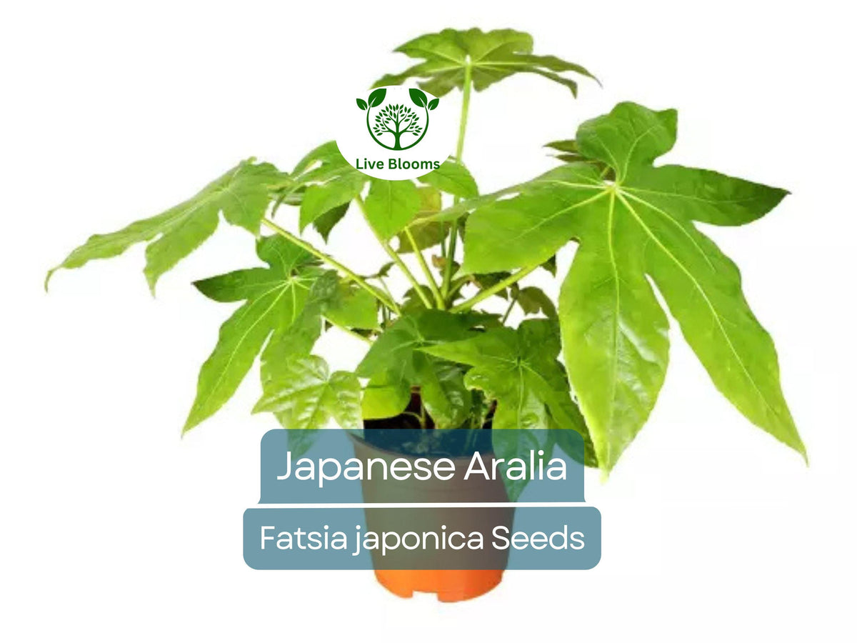 20 Japanese Aralia Seeds | Fatsia japonica, Indoor Potted or Border Plant, Evergreen Shrub, Non-GMO, Low-Light Houseplant for Home & Garden