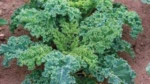 2,000 Dwarf Siberian Kale Seeds ā Non-GMO Heirloom, Cool Weather, Great for Containers |