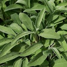 150 Broadleaf Sage Seeds ā Non-GMO, Heirloom, Culinary, Perennial, Deer Resistant, , USA Seller