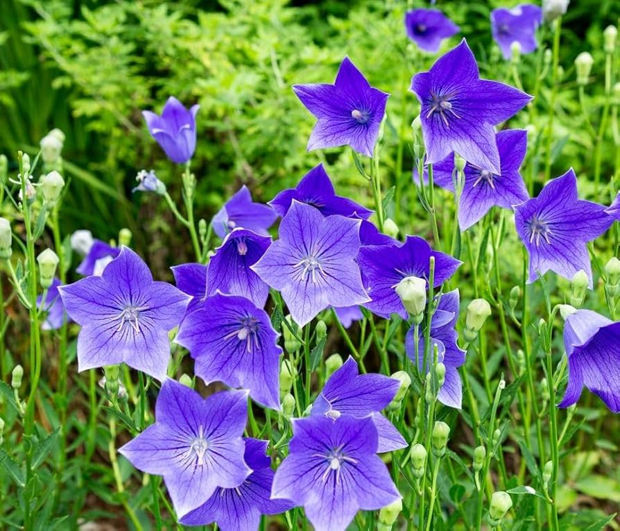 1,000 Balloon Flower Seeds (Platycodon grandiflorus) β Toraji, Chinese Bellflower, Non-GMO, Perennial, Easy to Grow, !