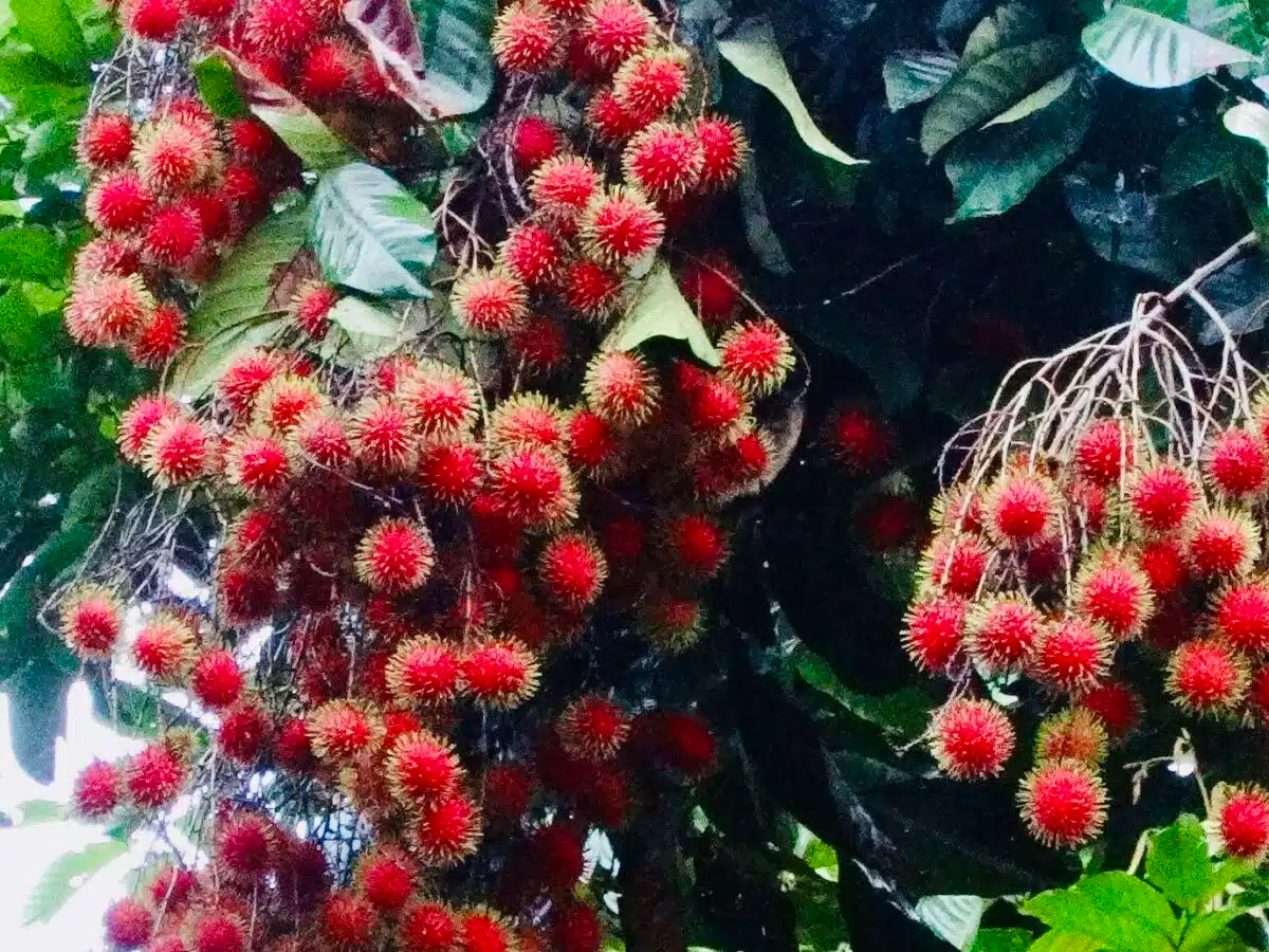 Red Rambutan Tree (Nephelium lappaceum) ā Live Exotic Tropical Fruit Plant Vibrant 12ā-24ā Starter