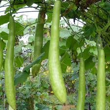 Cucuzzi Italian Edible Gourd Seeds – 10 Seeds for Planting, Heirloom Variety, Long , High Yield, Fast Growing, Garden & Trellis
