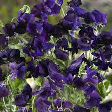 15 Sweet Pea Royal Navy Blue Seeds β Fragrant Climbing Vine | Lathyrus odoratus | Non-GMO Flowers | Heirloom Blue Blooms