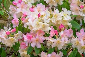 1 JOHGA Azalea Rhododendron Deciduous Rooted Starter Plant - Multi-Color Blooms, Hardy Rhododendron, Perfect for Garden Landscaping
