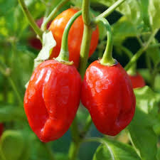 250 mg Habanero Caribbean Red Hot Pepper Seeds - Capsicum chinense | Heirloom Extra-Hot Pepper Seeds for Planting, Spicy Cooking & Gardens