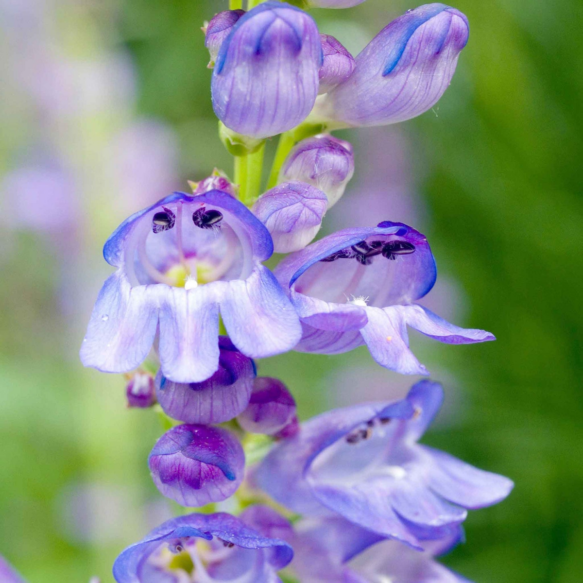 Alpine Smooth Penstemon Seeds – Penstemon glaber v. alpinus – 100mg, Native Wildflower, Blue-Purple Blooms, Drought-Tolerant Perennial