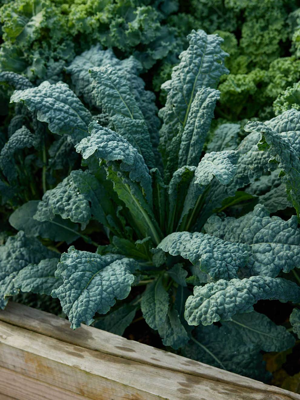 1,000 Lacinato Kale Seeds ā Non-GMO Heirloom, Dinosaur Kale, Cold Hardy,
