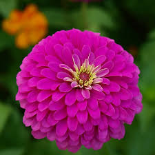 100 Zinnia 'Violet Queen' Seeds β Purple Zinnia elegans β Attracts Butterflies, Hummingbirds, Songbirds β Non-GMO, Annual Blooms