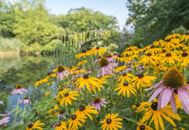 250 Seeds Echinacea purpurea & Rudbeckia hirta Mix β Coneflower and Black Eyed Susan β Native Wildflowers β Non-GMO Heirloom Pollinators