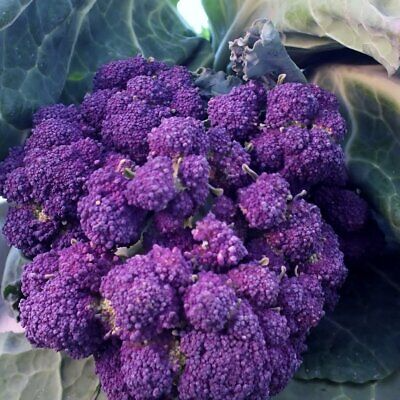 1,500 Purple Sprouting Broccoli Seeds ā Non-GMO Heirloom, USA Seller, Cold Hardy