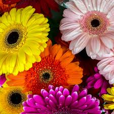 Gerbera Daisy Jamesonii Mix Seeds – 200+ Seeds – Vibrant Garden Blooms in Mixed Colors for Containers, Borders & Cutting Gardens – USA